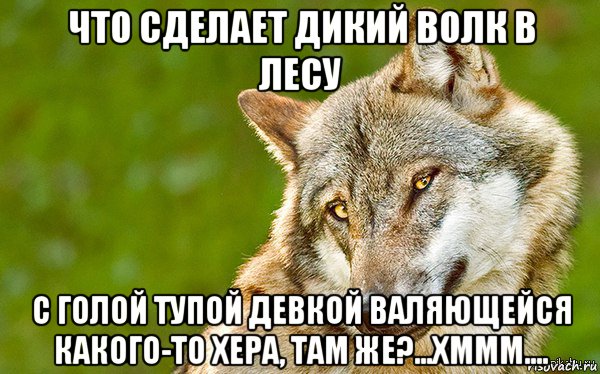 что сделает дикий волк в лесу с голой тупой девкой валяющейся какого-то хера, там же?...хммм...., Мем   Volf