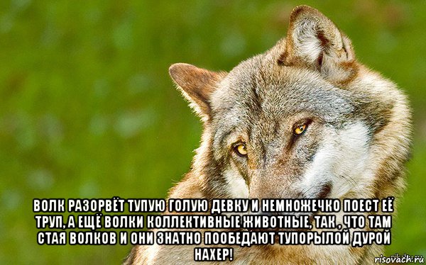  волк разорвёт тупую голую девку и немножечко поест её труп, а ещё волки коллективные животные, так , что там стая волков и они знатно пообедают тупорылой дурой нахер!