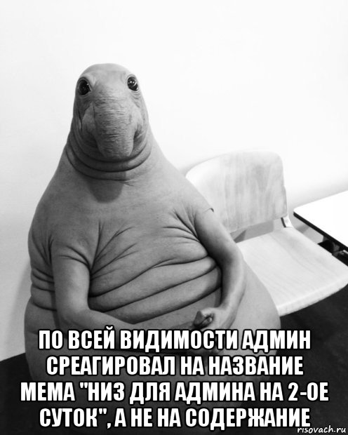  по всей видимости админ среагировал на название мема "низ для админа на 2-ое суток", а не на содержание, Мем  Ждун