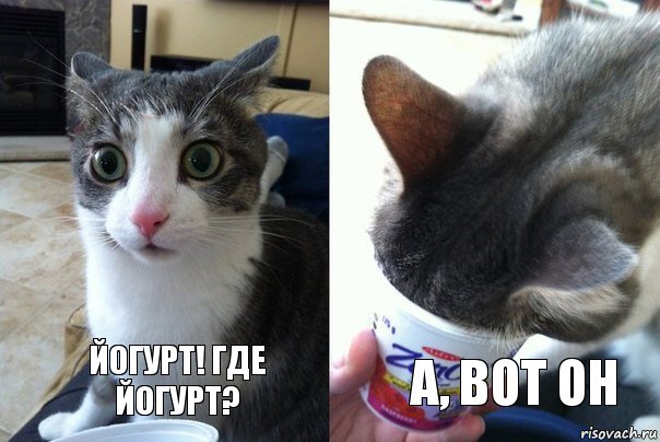  Йогурт! Где йогурт?  А, вот он