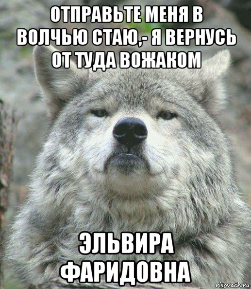 отправьте меня в волчью стаю,- я вернусь от туда вожаком эльвира фаридовна, Мем    Гордый волк