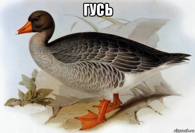 гусь 