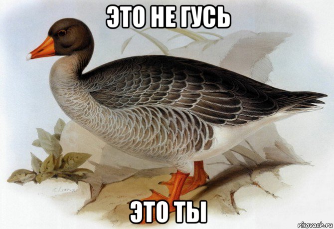 это не гусь это ты, Мем Гусик