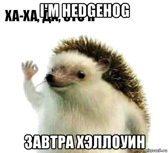 i'm hedgehog завтра хэллоуин