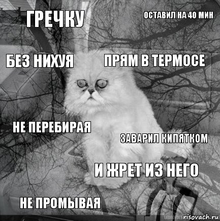 гречку заварил кипятком прям в термосе не промывая не перебирая оставил на 40 мин и жрет из него без нихуя  , Комикс  кот безысходность