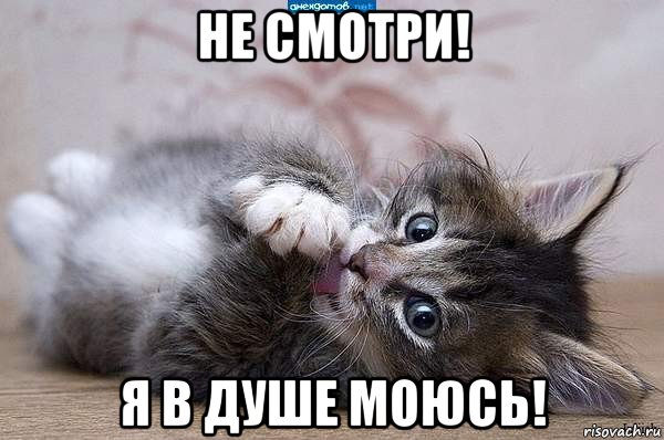 не смотри! я в душе моюсь!, Мем  котенок