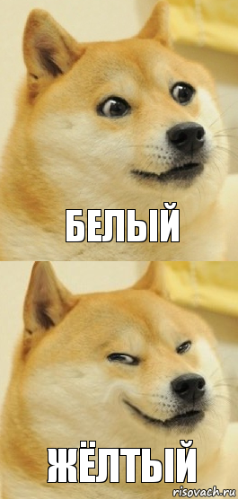 белый жёлтый, Комикс   DOGE довольный