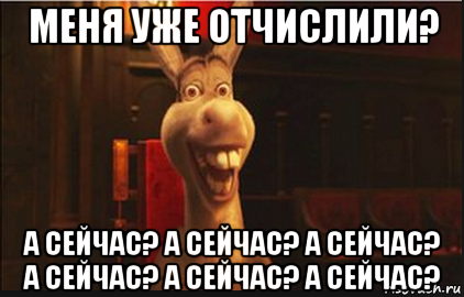 меня уже отчислили? а сейчас? а сейчас? а сейчас? а сейчас? а сейчас? а сейчас?, Мем Осел из Шрека