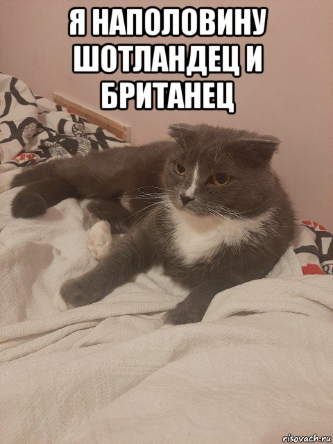 я наполовину шотландец и британец , Мем Пашуха