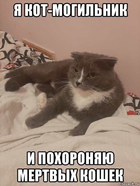 я кот-могильник и похороняю мертвых кошек