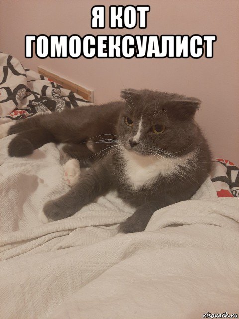 я кот гомосексуалист , Мем Пашуха