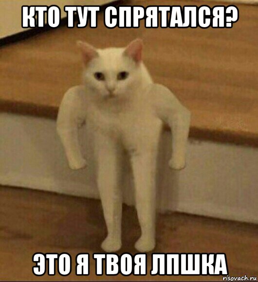 кто тут спрятался? это я твоя лпшка, Мем  Полукот