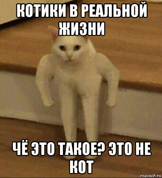 котики в реальной жизни чё это такое? это не кот, Мем  Полукот