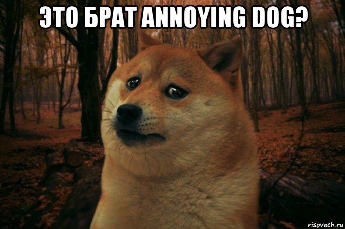 это брат annoying dog? , Мем SAD DOGE