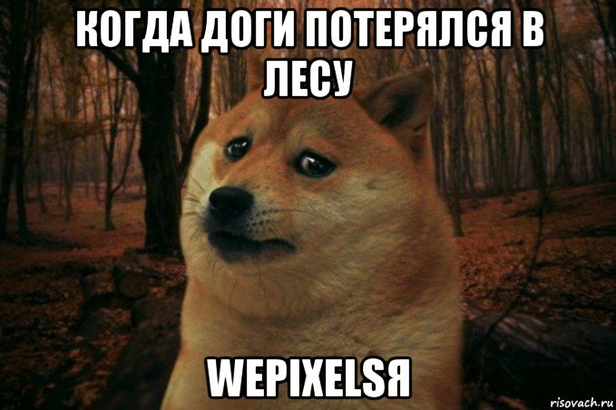 когда доги потерялся в лесу wepixelsя, Мем SAD DOGE