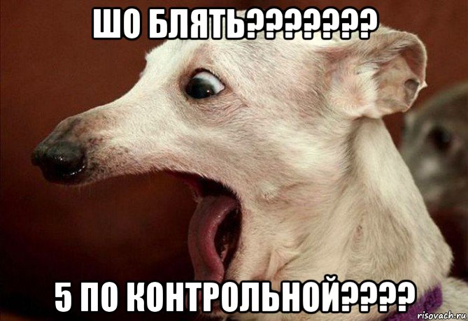 шо блять??????? 5 по контрольной????, Мем  собака