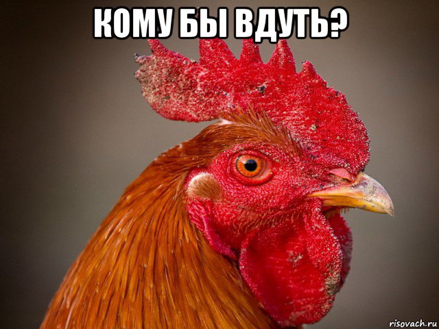 кому бы вдуть? 