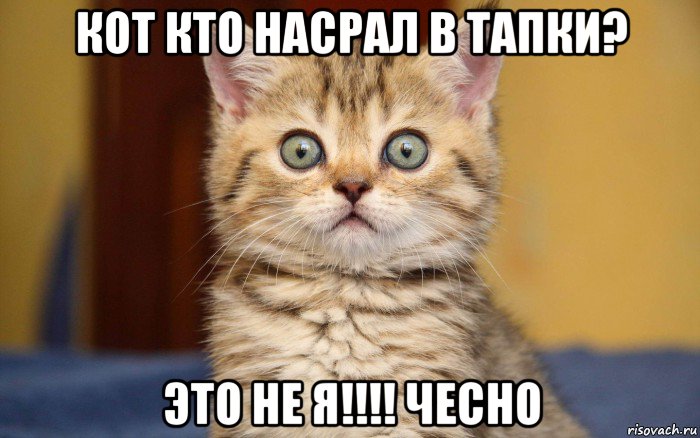 кот кто насрал в тапки? это не я!!!! чесно