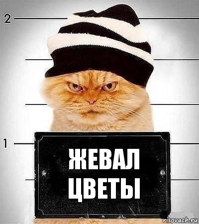 Жевал цветы, Комикс  Зэккот