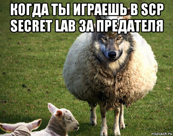 когда ты играешь в scp secret lab за предателя , Мем Злая Овца