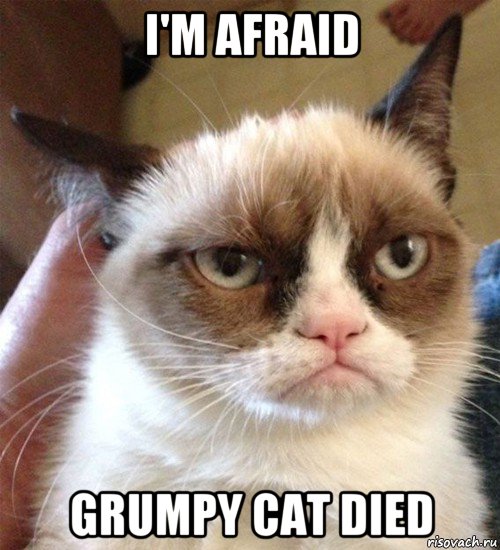 i'm afraid grumpy cat died, Мем Грустный (сварливый) кот