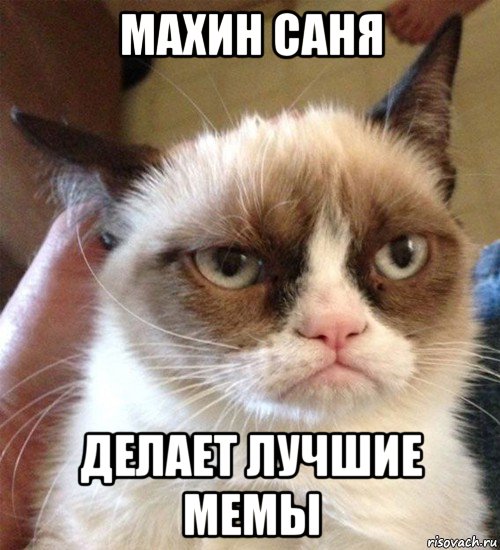 махин саня делает лучшие мемы, Мем Грустный (сварливый) кот
