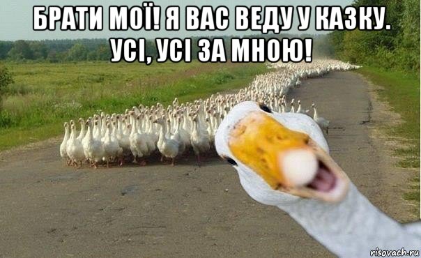 брати мої! я вас веду у казку. усі, усі за мною! , Мем гуси