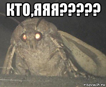 кто,яяя????? , Мем Матылёк