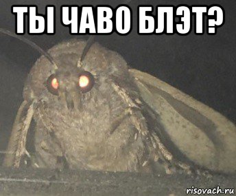 ты чаво блэт? 