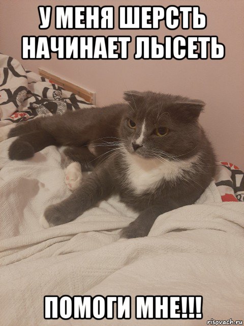 у меня шерсть начинает лысеть помоги мне!!!, Мем Пашуха