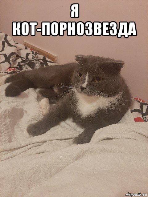 я кот-порнозвезда , Мем Пашуха