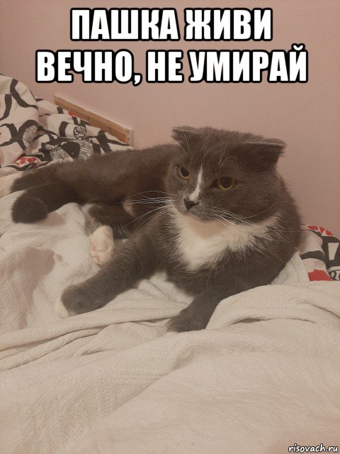 пашка живи вечно, не умирай , Мем Пашуха