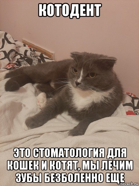 котодент это стоматология для кошек и котят, мы лечим зубы безболенно еще, Мем Пашуха