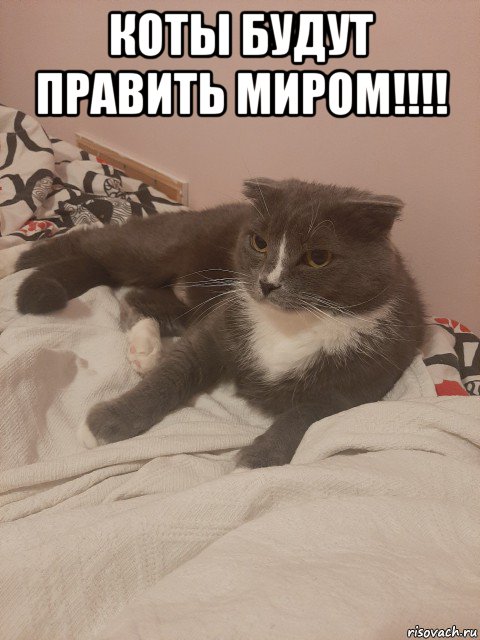 коты будут править миром!!!! 