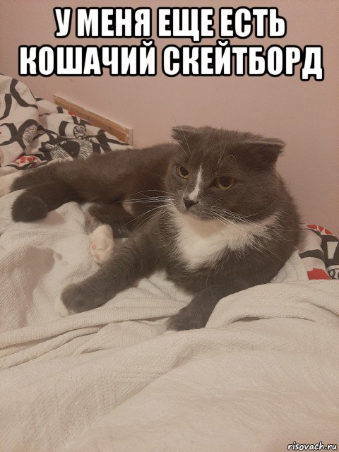 у меня еще есть кошачий скейтборд , Мем Пашуха