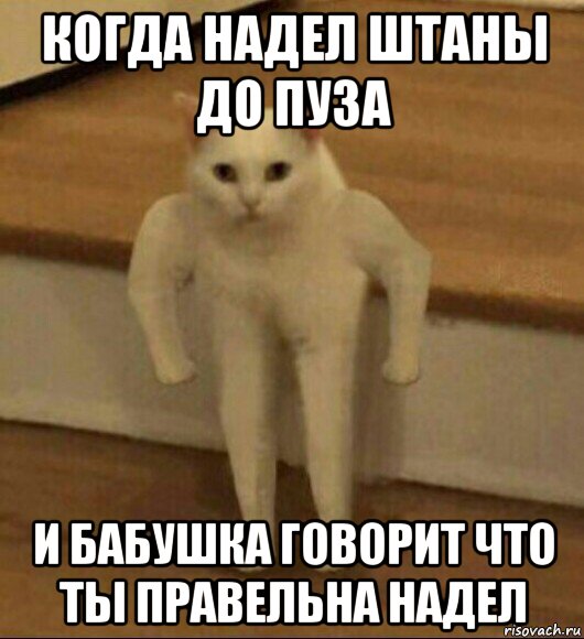 когда надел штаны до пуза и бабушка говорит что ты правельна надел, Мем  Полукот