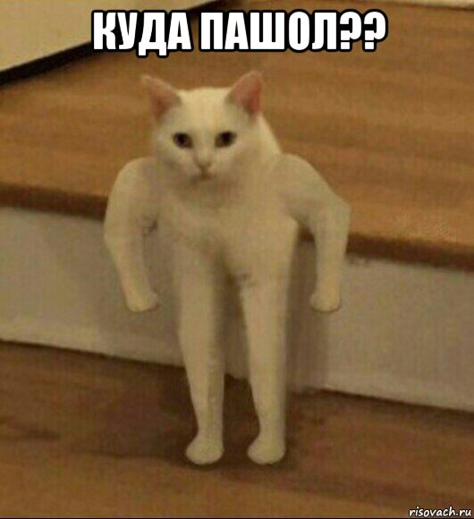 куда пашол?? , Мем  Полукот