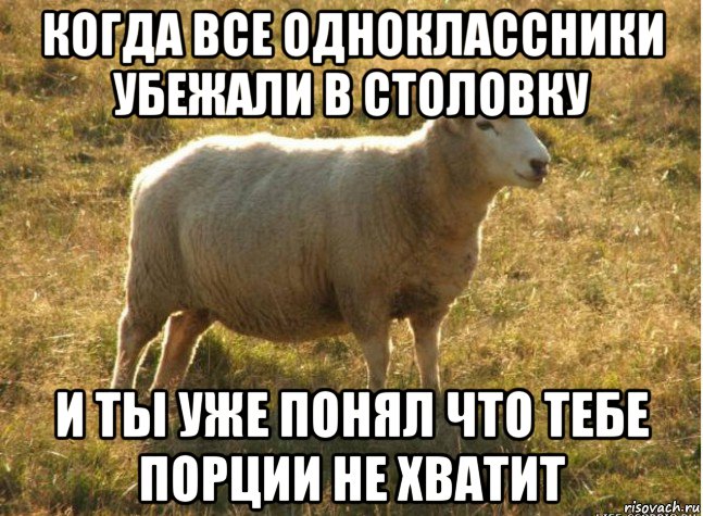 когда все одноклассники убежали в столовку и ты уже понял что тебе порции не хватит, Мем Типичная овца