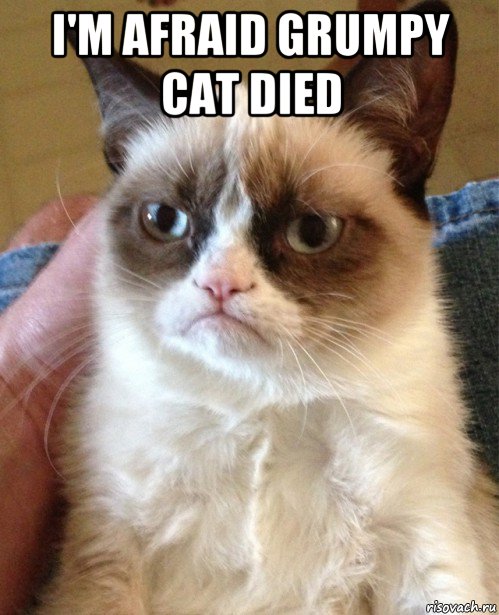 i'm afraid grumpy cat died 