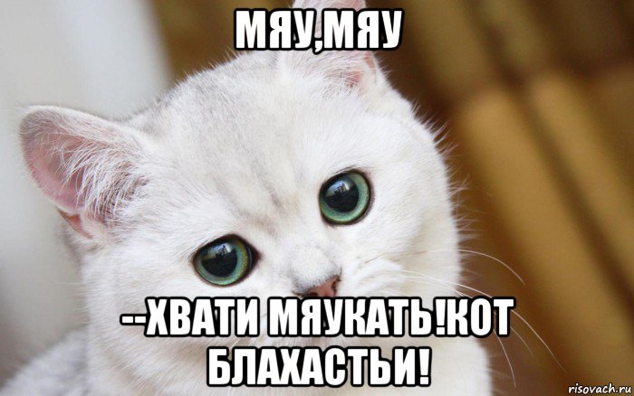 мяу,мяу --хвати мяукать!кот блахастьи!, Мем  В мире грустит один котик