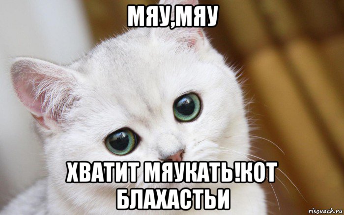 мяу,мяу хватит мяукать!кот блахастьи