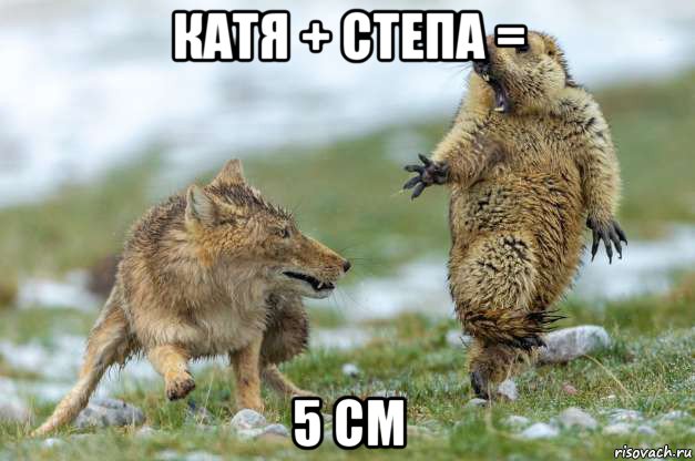 катя + степа = 5 см, Мем Волк и суслик