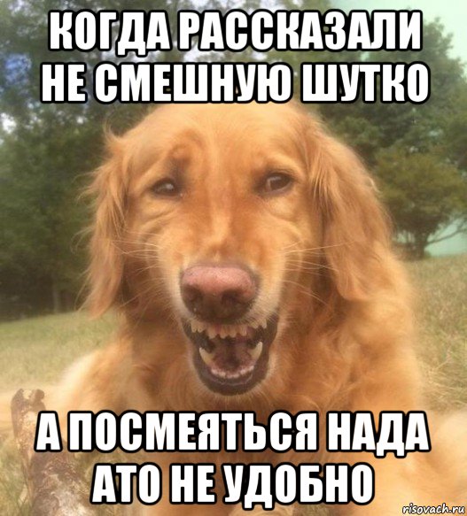 когда рассказали не смешную шутко а посмеяться нада ато не удобно, Мем   Когда увидел что соседского кота отнесли в чебуречную