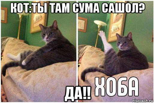 кот:ты там сума сашол? да!!