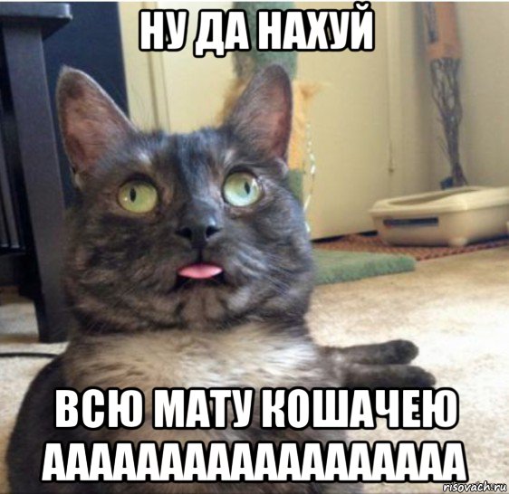 ну да нахуй всю мату кошачею аааааааааааааааааа, Мем   Кот завис