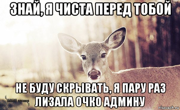 знай, я чиста перед тобой не буду скрывать, я пару раз лизала очко админу, Мем  Наивная олениха