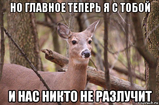 но главное теперь я с тобой и нас никто не разлучит, Мем Наивная олениха