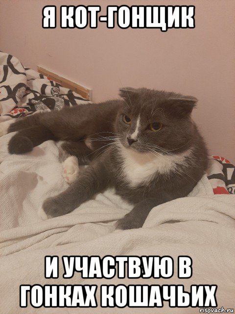 я кот-гонщик и участвую в гонках кошачьих, Мем Пашуха