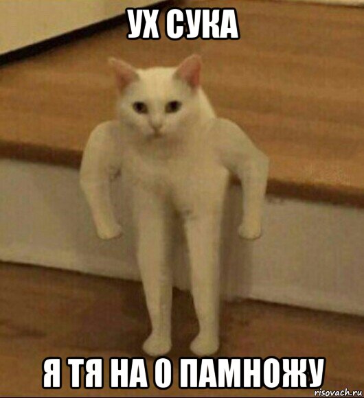 ух сука я тя на 0 памножу, Мем  Полукот