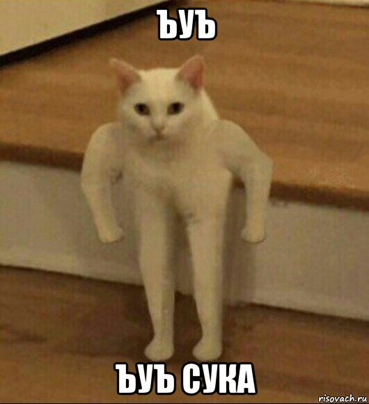 ъуъ ъуъ сука, Мем  Полукот